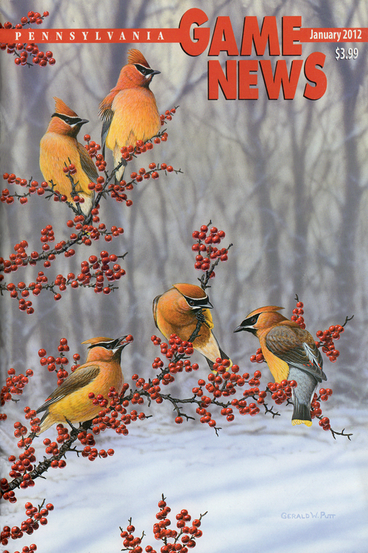 2012-01 January PGN Waxwings.jpg