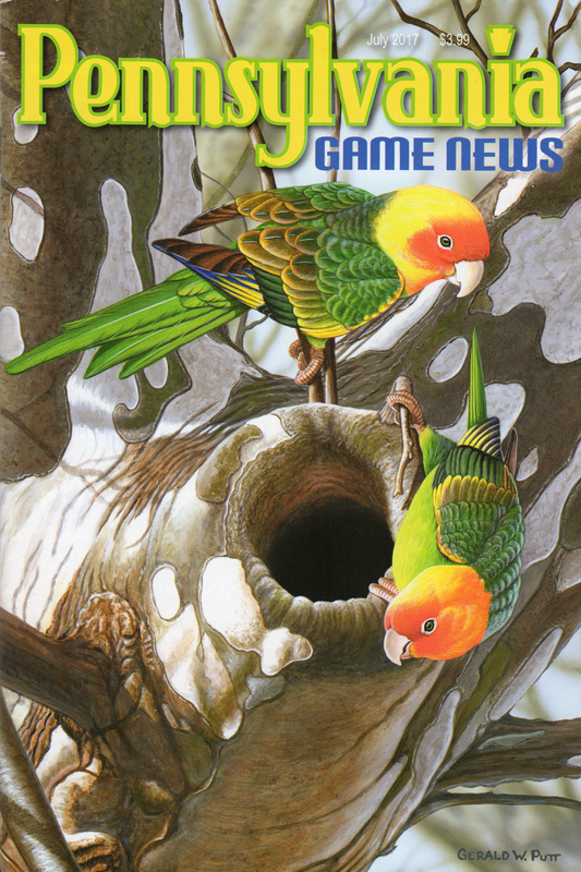 2017-07 July PGN Parakeets.jpg