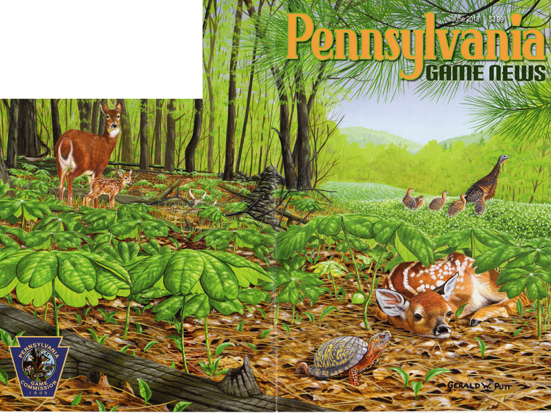 2018-06 June PGN Fawn Turkeys n Turtle.jpg