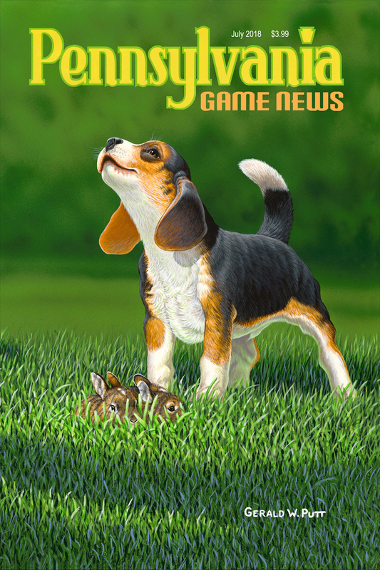 2018-07 July PGN Beagle Pup.jpg