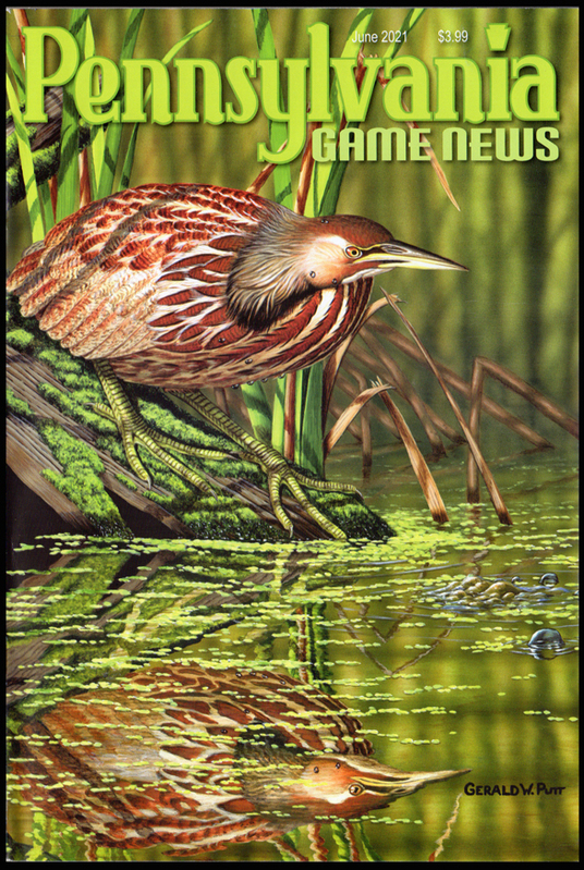 2021-06 June PGN American Bittern 51.jpg