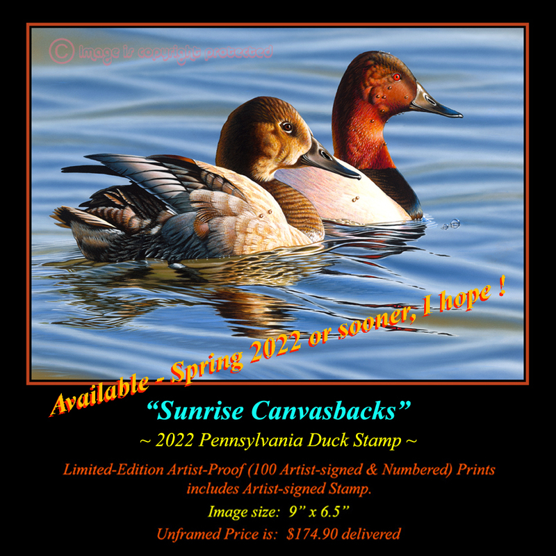 DS46 2022 PA Duck Stamp Print 72.jpg