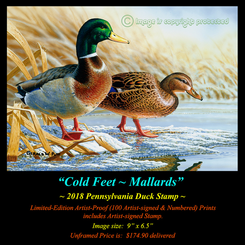 DS49 2018 PA Duck Stamp Print 72(1).jpg