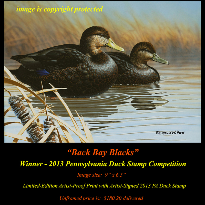DS51 2013 Black Ducks 2013 PA 72(1).jpg