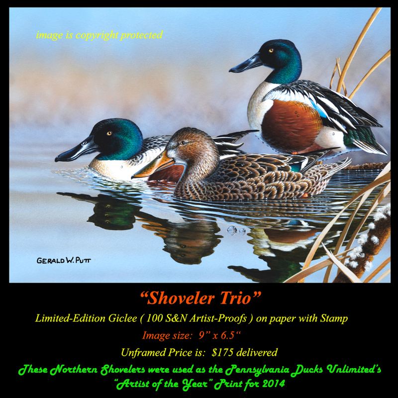 DS53 2014 Shoveler Trio DU print 72(1).jpg