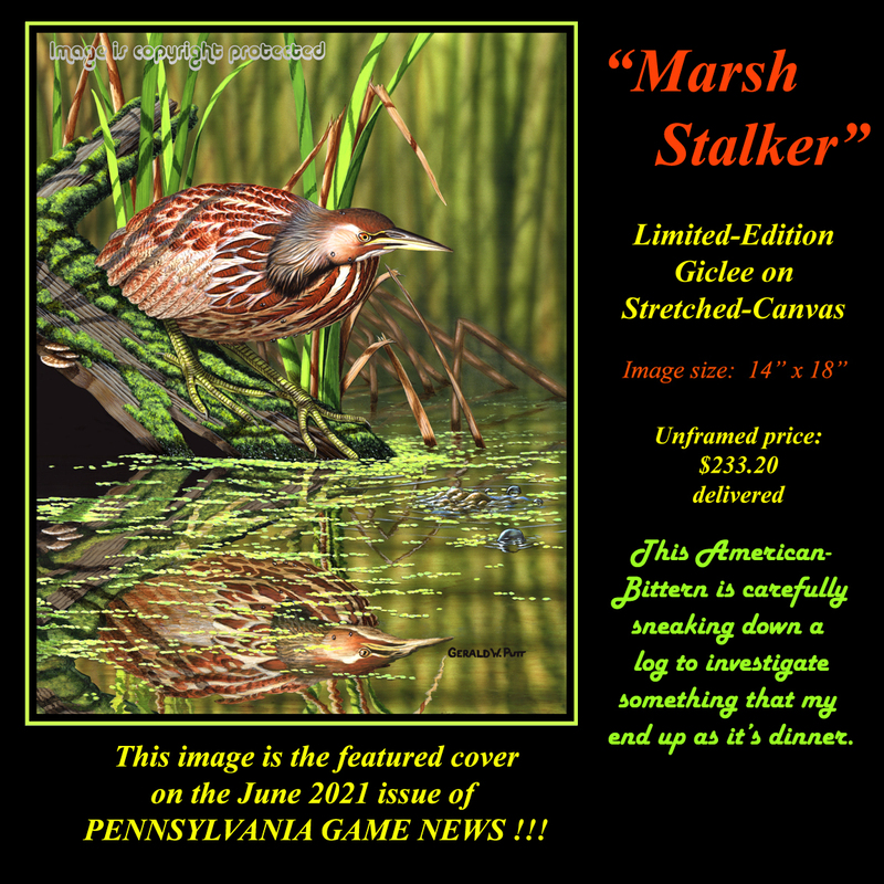 G130 Marsh Stalker - American Bittern  96.jpg