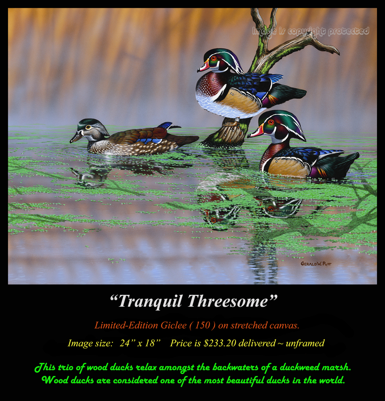 G132 Tranquil Threesome - Wood Ducks Giclee.jpg