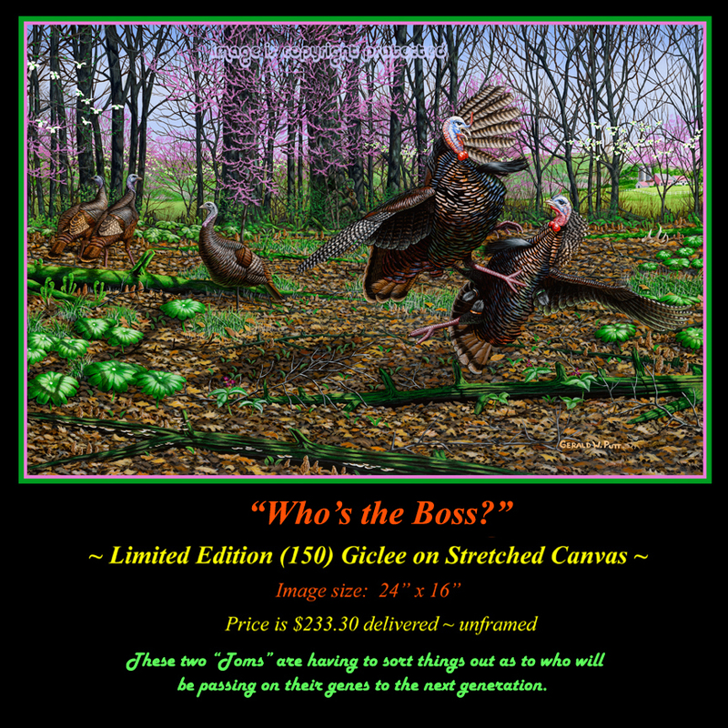 G135 Whos the Boss - Fighting Turkeys 72(1).jpg