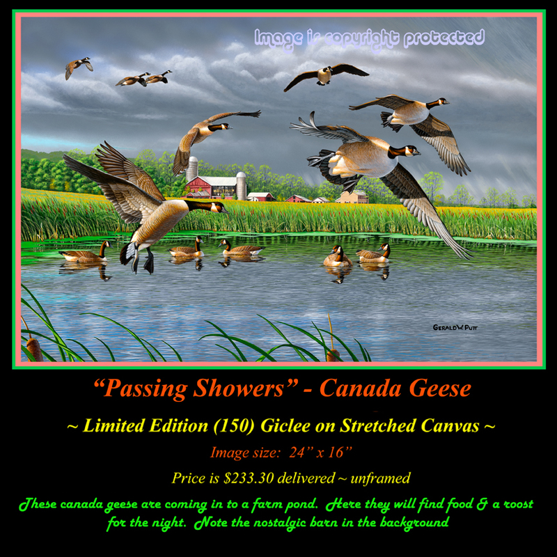 G136 Passing Showers - Canada Geese 72.jpg