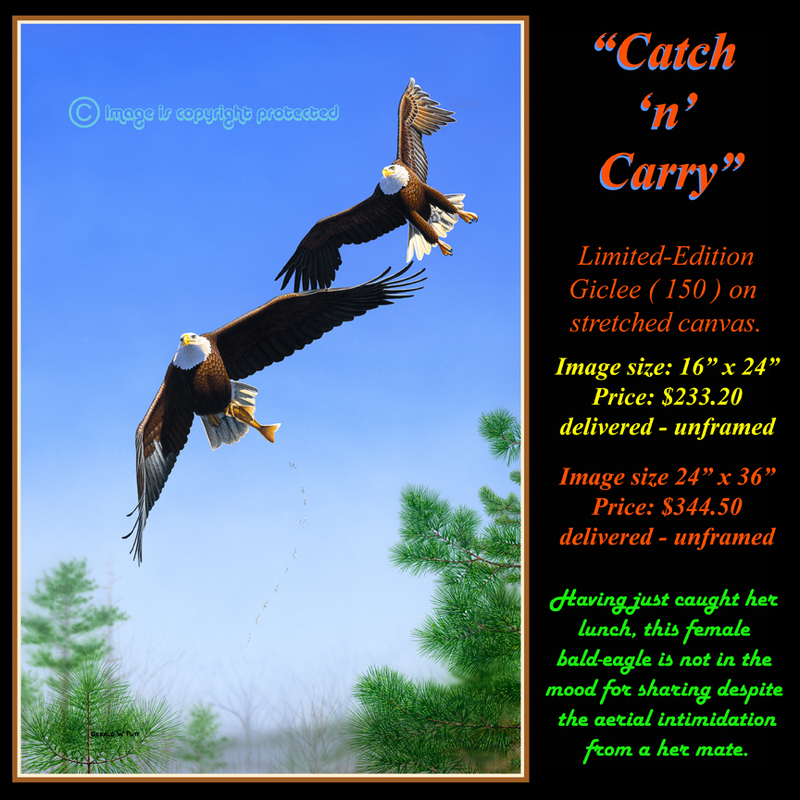 G141 Catch n Carry - Bald Eagles - Giclee 72(1).jpg