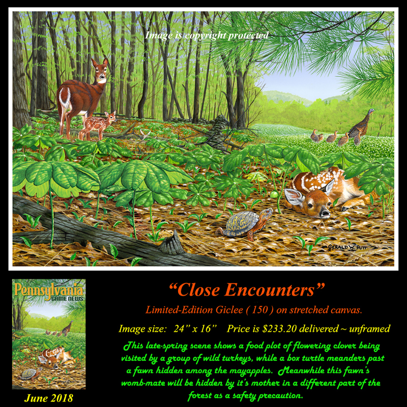 G143 Close Encounters -  Fawns Turtle  Turkeys Giclee 72 4-9-18(1).jpg