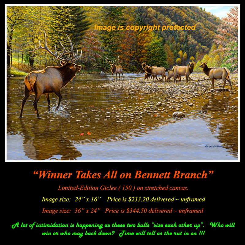 G144 Winner Takes All on Bennett Branch - Elk Giclee 72(1).jpg