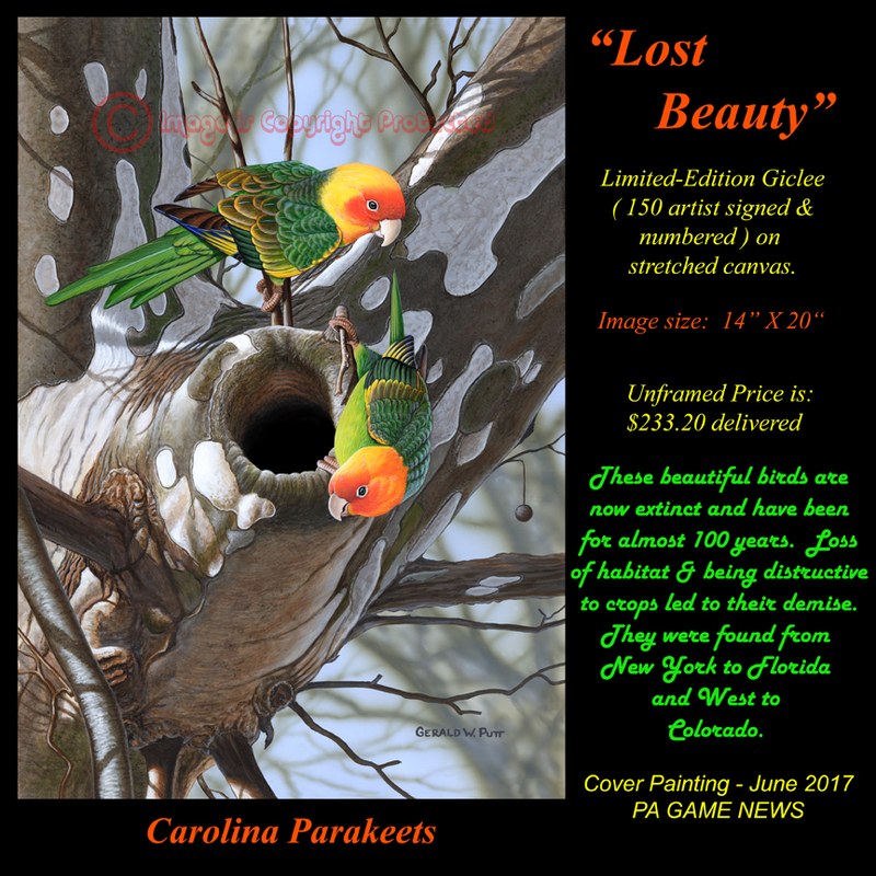 G145  Lost Beauty - Carolina Parakeet(1).jpg