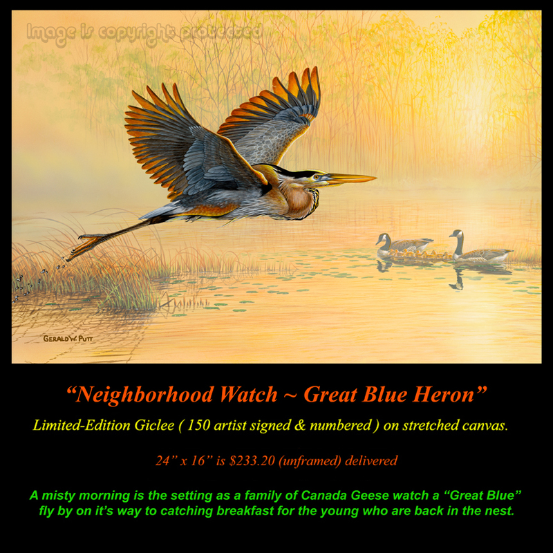 G150 Neighborhood Watch - Great Blue Heron Giclee(1).jpg