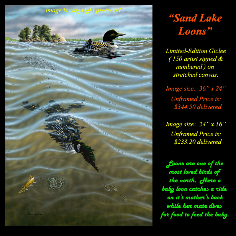 G162 Sand Lake Loons Giclee(1).jpg