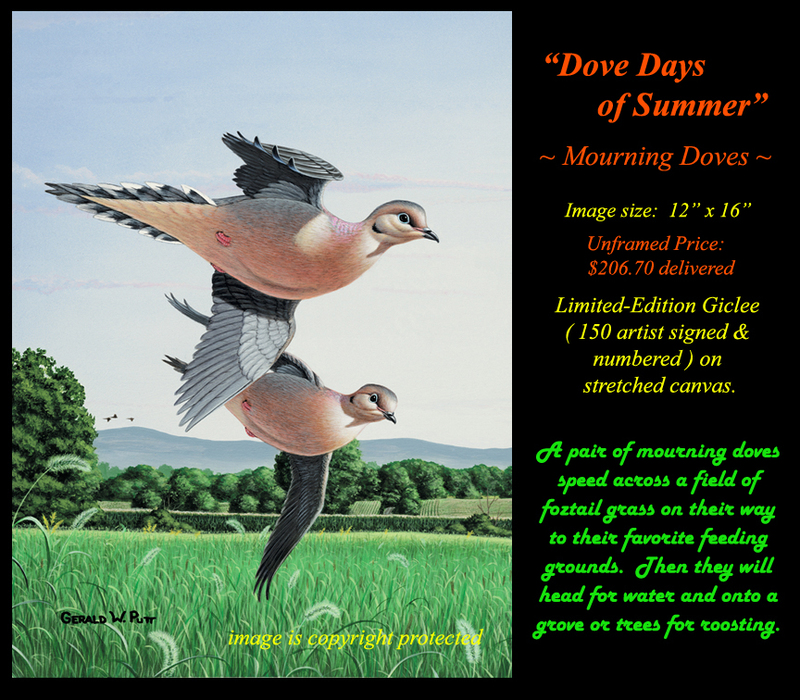 G179 Dove Days of Summer Giclee(1).jpg