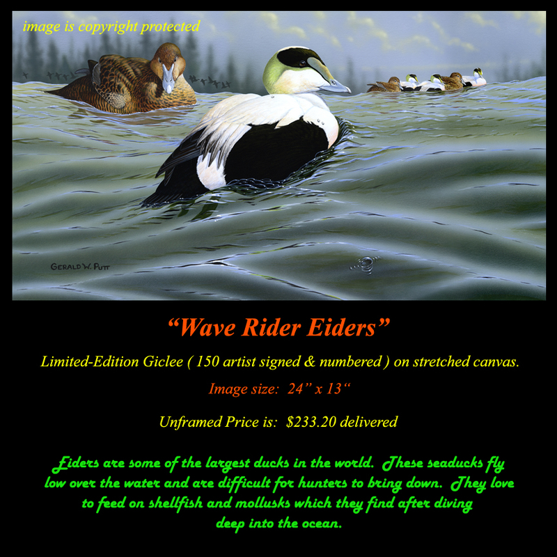 G182 Wave Rider Eiders Giclee(1).jpg
