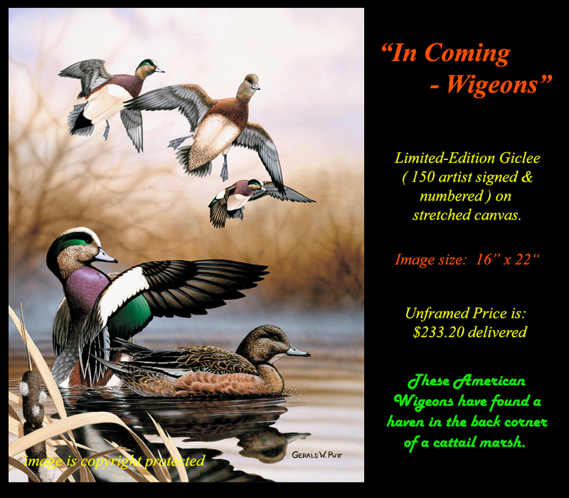 G193 In Coming - Wigeons.jpg