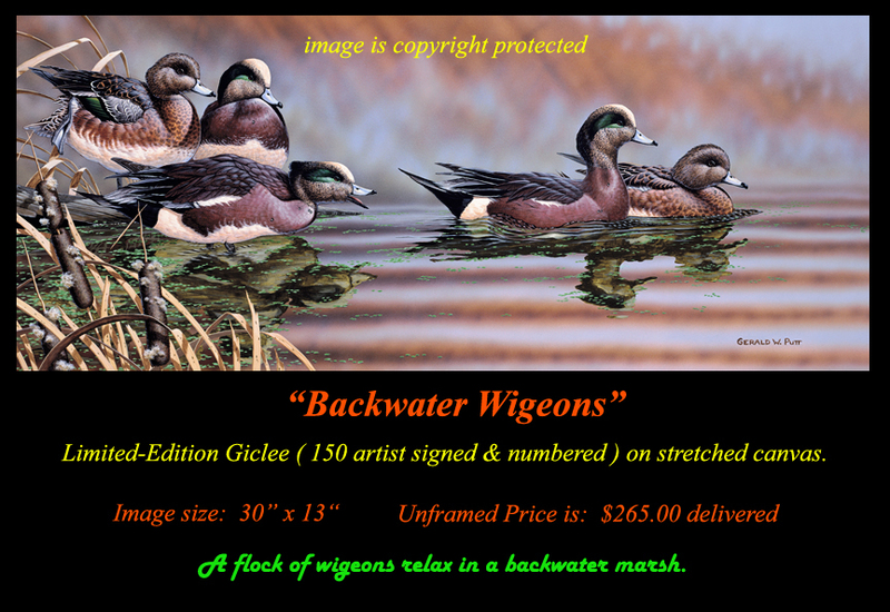 G194 Backwater Wigeons Giclee(1).jpg