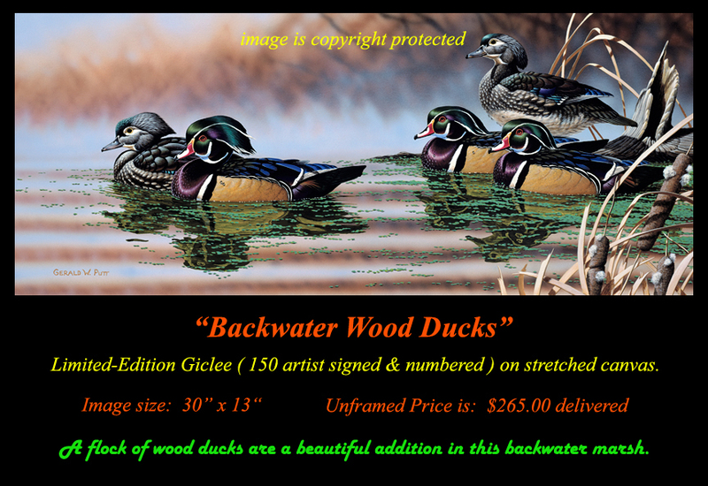 G195 Backwater Wood Ducks Giclee.jpg
