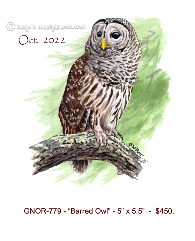 GNOR 779  Barred Owl 10-22  100.jpg