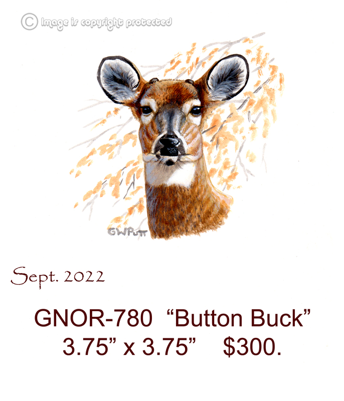 GNOR-780  Button Buck  300.jpg