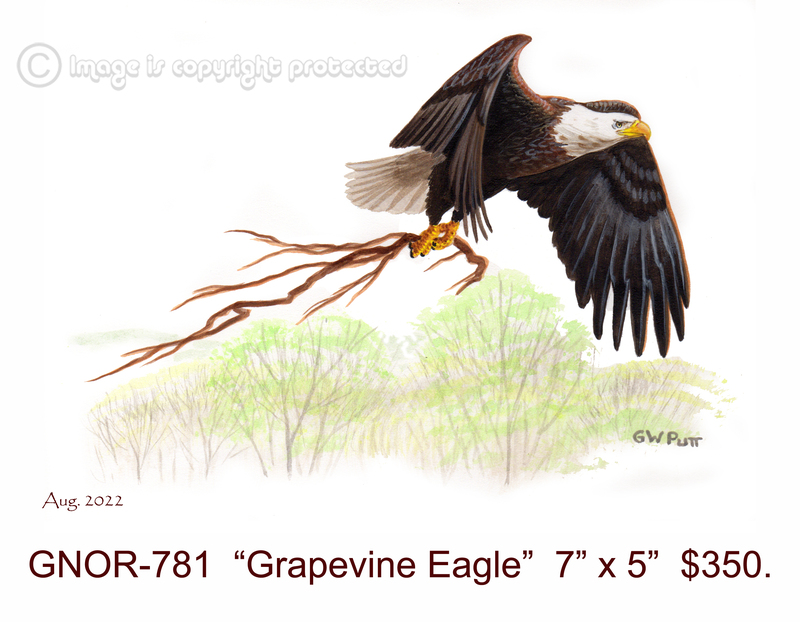 GNOR-781  Grapevine Eagle 350.jpg