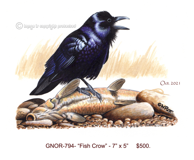 GNOR-794-Fish Crow.jpg