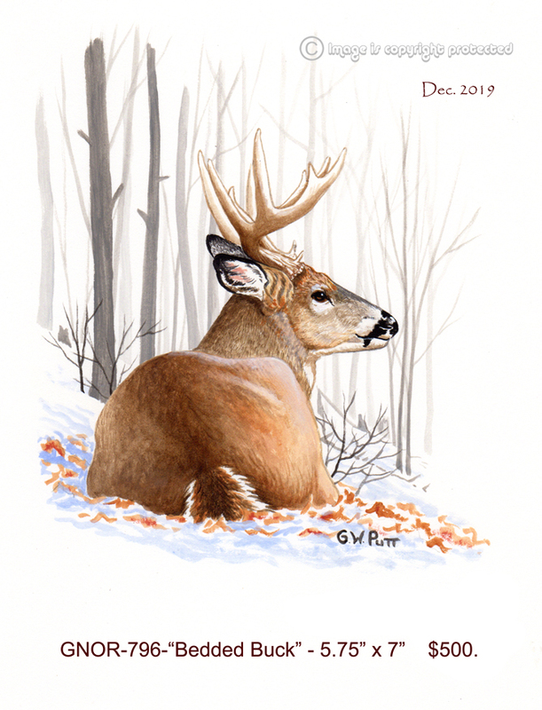 GNOR-796-Bedded Buck - 500(1).jpg
