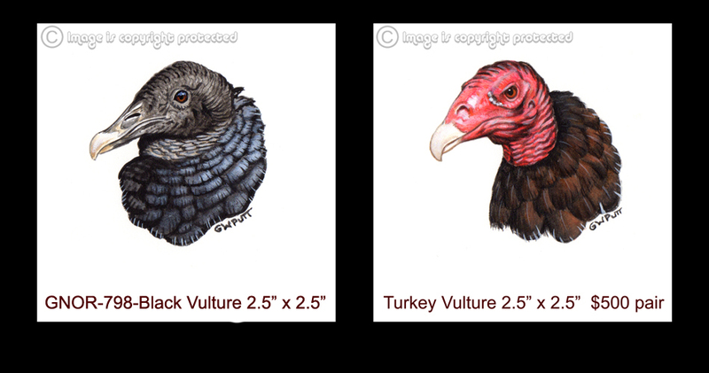 GNOR-798-Vultures PAIR - 500.jpg