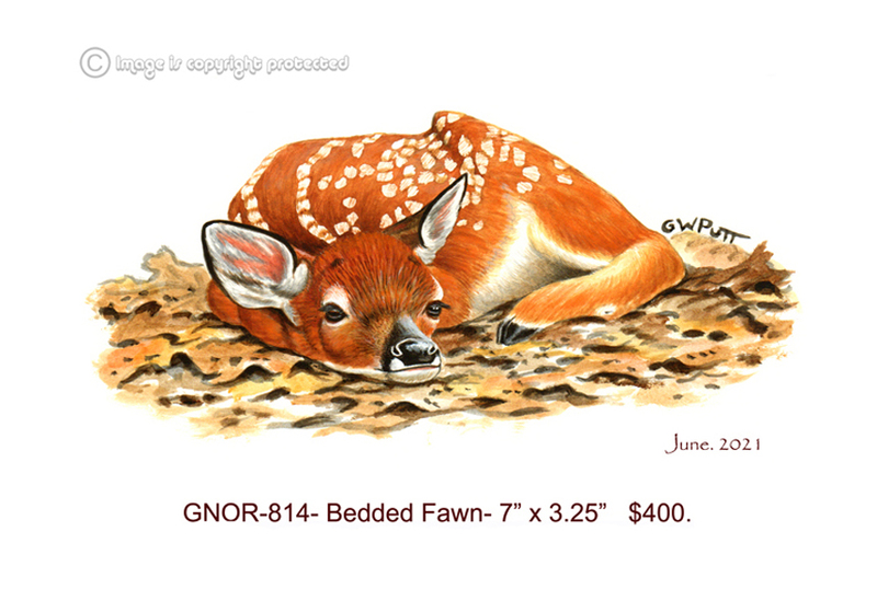 GNOR-814-Bedded Fawn  400.jpg