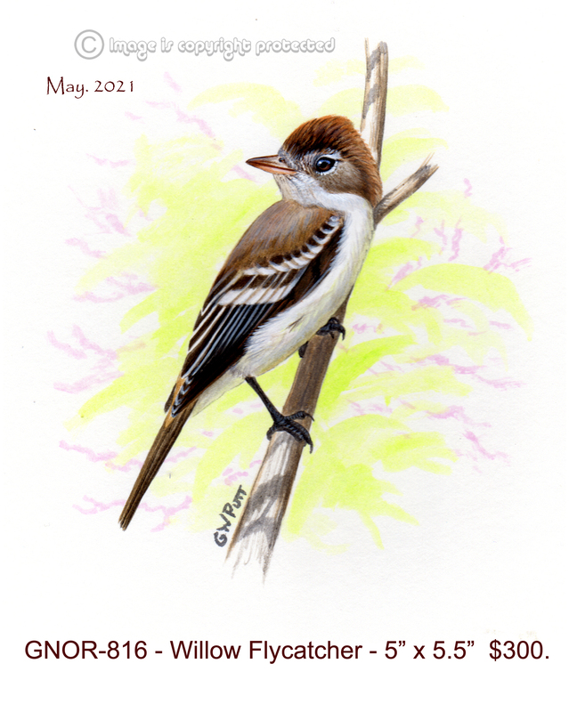 GNOR-816  Willow Flycatcher  300.jpg
