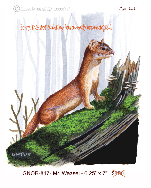 GNOR-817-Mr Weasel   450(1).jpg