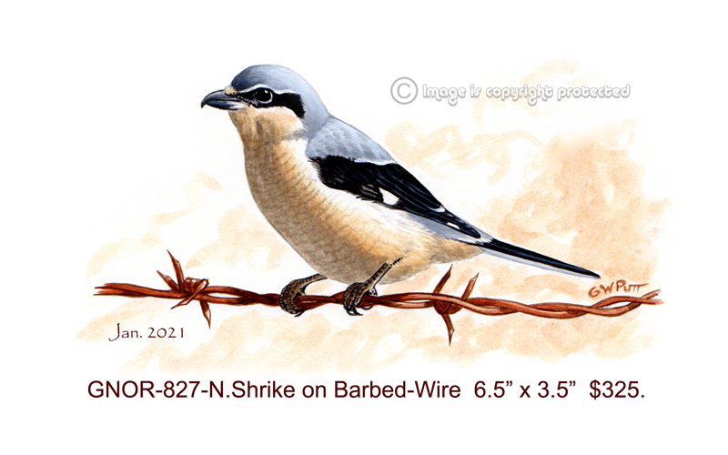 GNOR-827-NShrike on Barbed-Wire  325.jpg