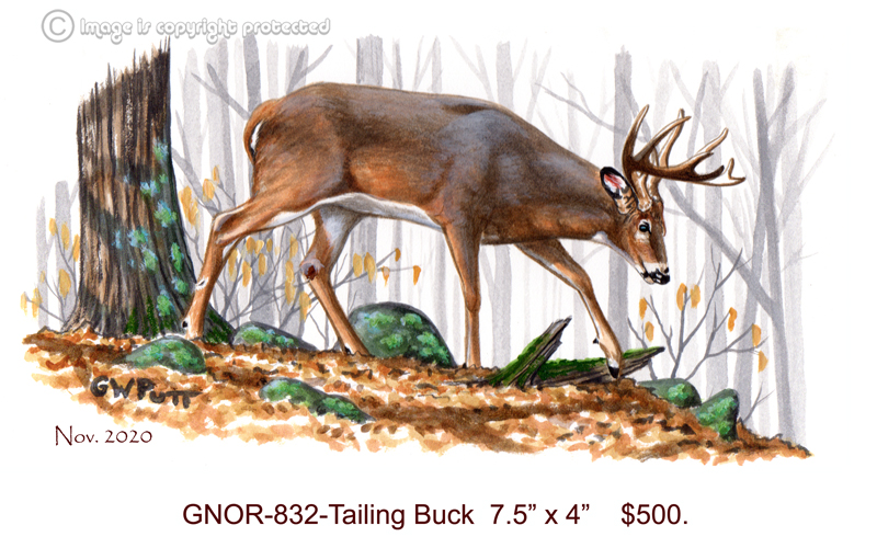 GNOR-832 Tailing Buck   500.jpg