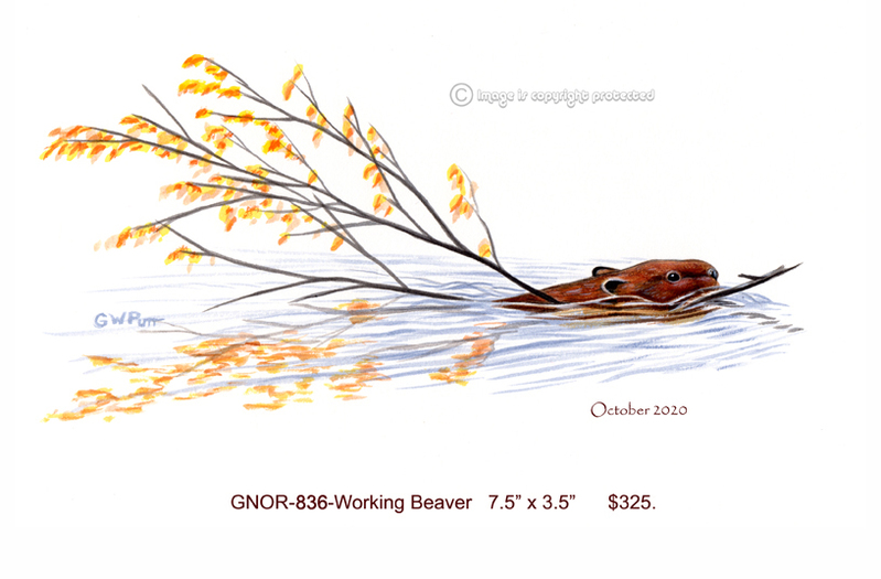 GNOR-836-Working Beaver   325(1).jpg