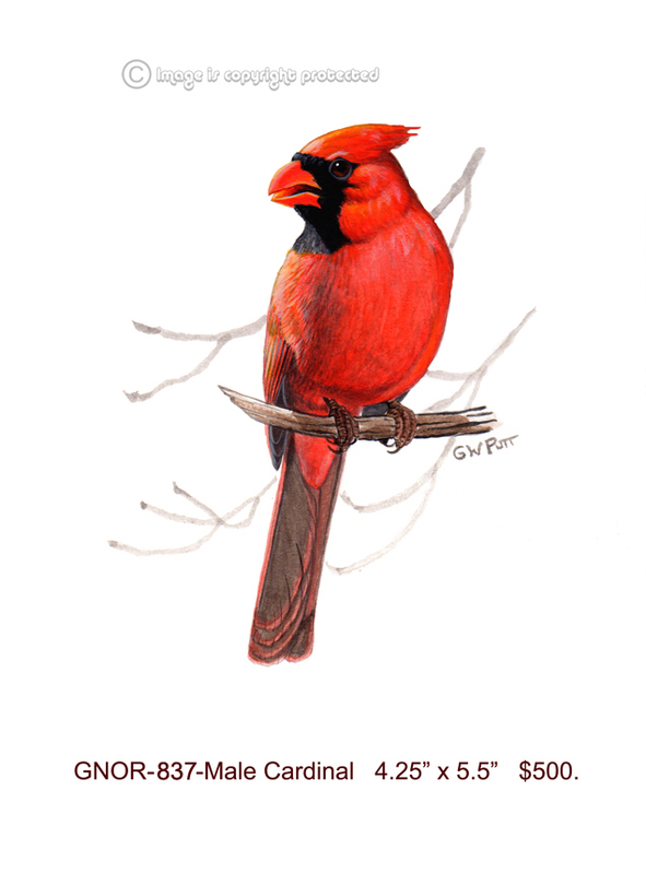GNOR-837-Male Cardinal   500(1).jpg