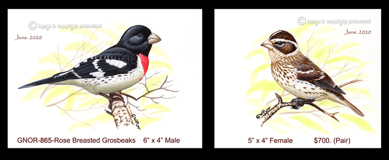 GNOR-865-Rose Breasted Grosbeak PAIR  700.jpg
