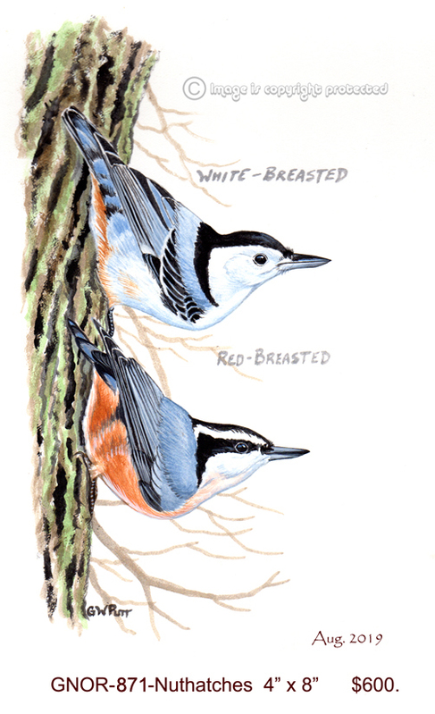 GNOR-871-Nuthatches    600.jpg