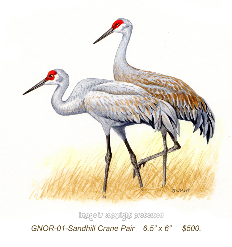 GNOR-901-Sandhill Crane Pair 500.jpg