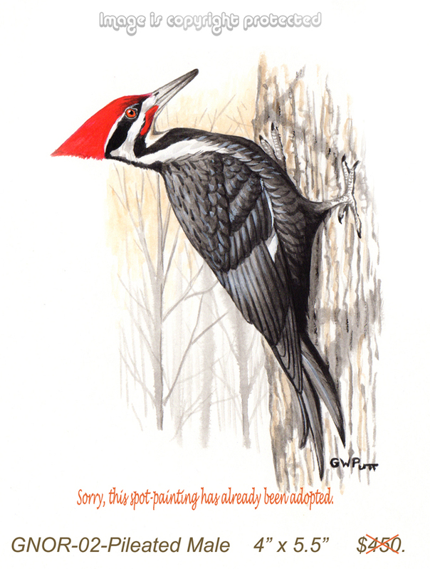 GNOR-902s-Pileated Male 1  450.jpg