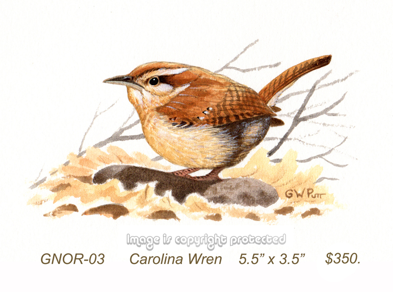 GNOR-903-Carolina Wren 1  375.jpg