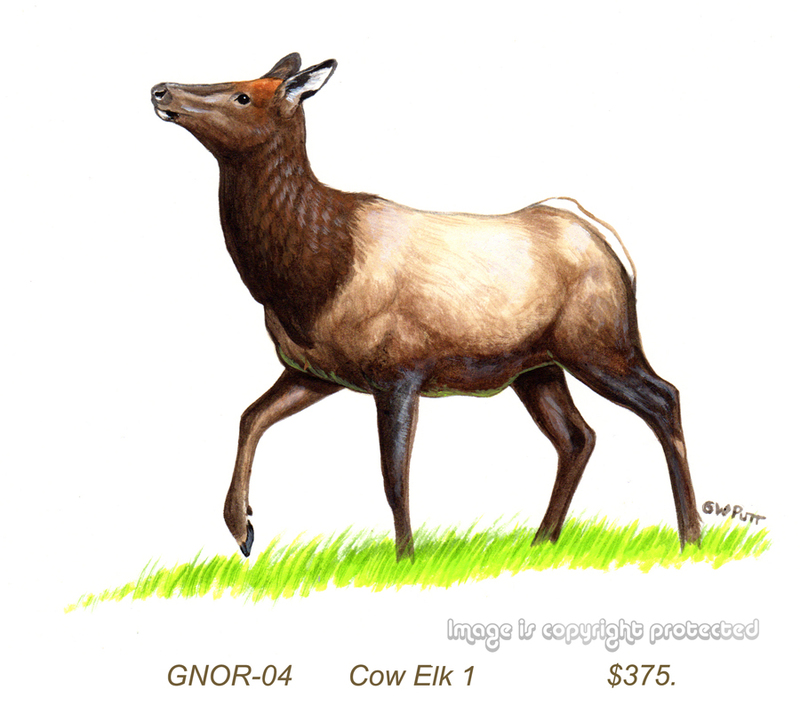 GNOR-904-Cow Elk 1   375.jpg
