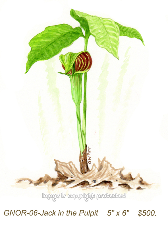 GNOR-906-Jack in the Pulpit   500.jpg