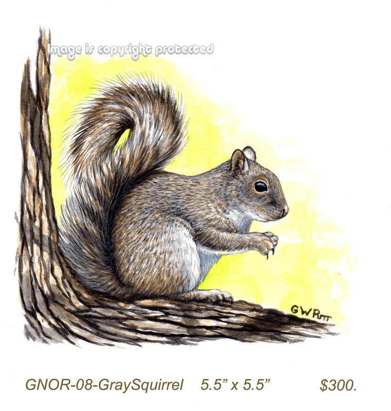 GNOR-908-Gray Squirrel   300.jpg
