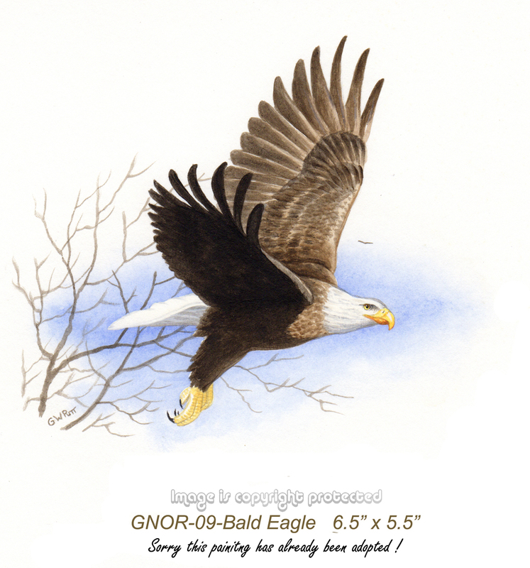 GNOR-909-Bald Eagle  425 copy.jpg