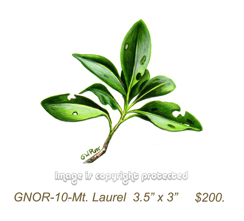 GNOR-910-Moutain Laurel   200.jpg