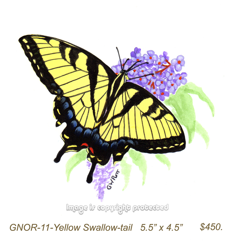 GNOR-911-Yellow Swallow-tail Butterfly    450.jpg