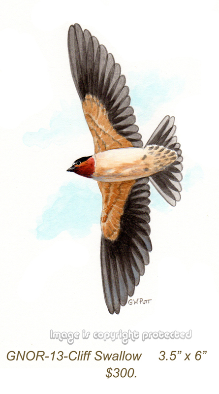 GNOR-913-Cliff Swallow    300.jpg