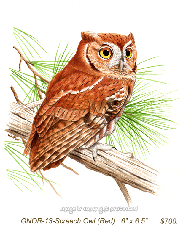 GNOR-914-Screech Owl (red)   700.jpg
